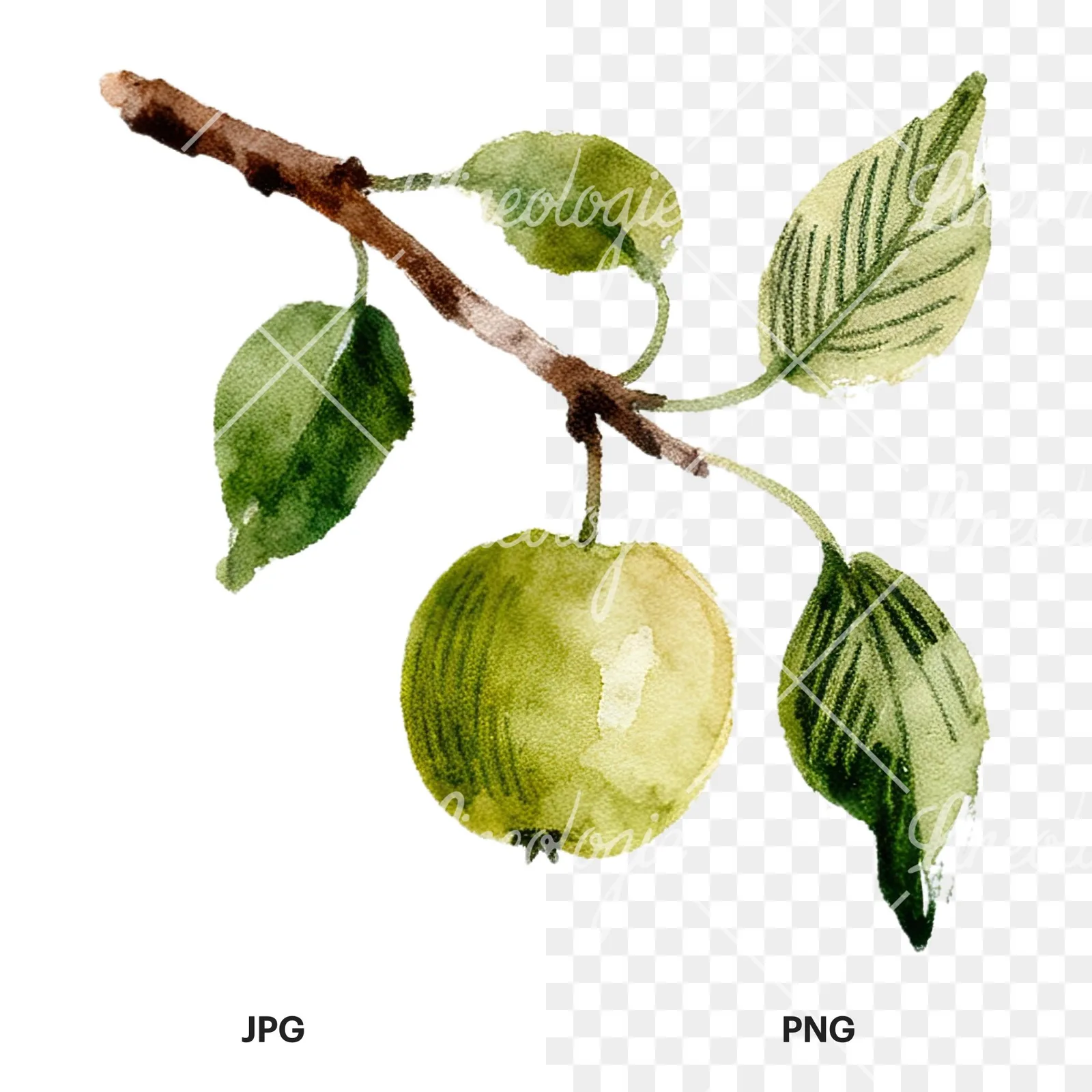 Watercolor red and green apple clipart 6 of 12, as a JPG on white and a transparent PNG