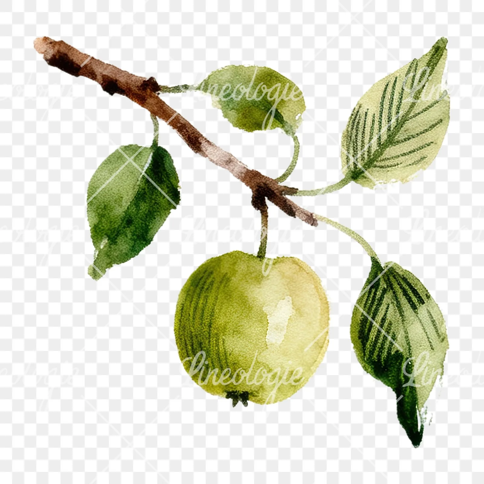Watercolor red and green apple clipart 6 of 12 on a transparent background (PNG)