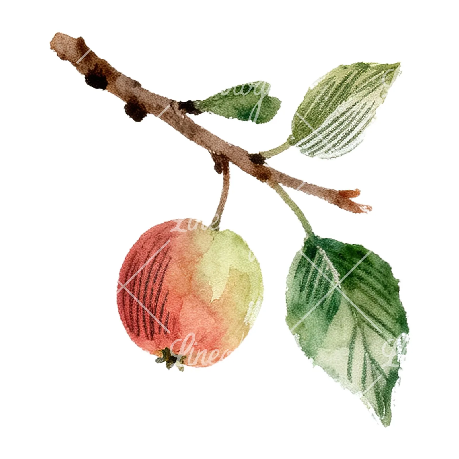 Watercolor red and green apple clipart 7 of 12 on a white background (JPG)
