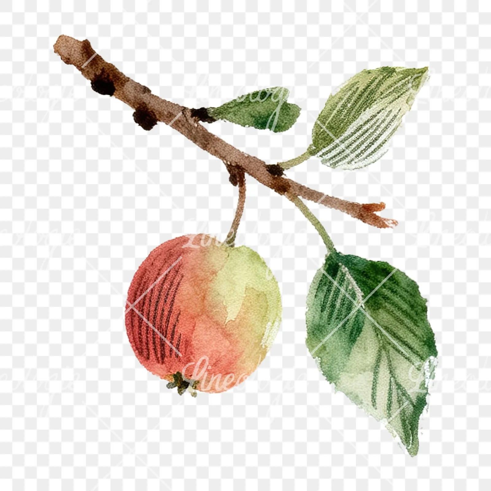 Watercolor red and green apple clipart 7 of 12 on a transparent background (PNG)
