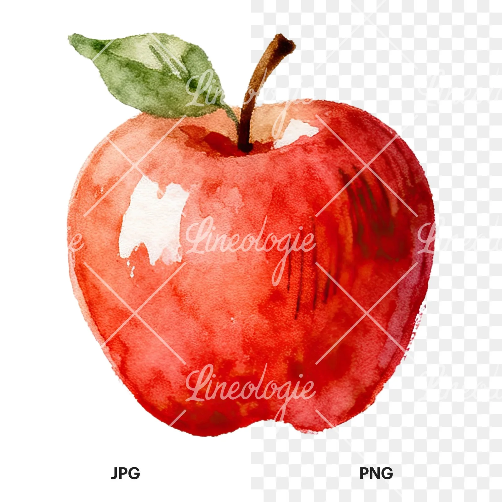 Watercolor red and green apple clipart 8 of 12, as a JPG on white and a transparent PNG