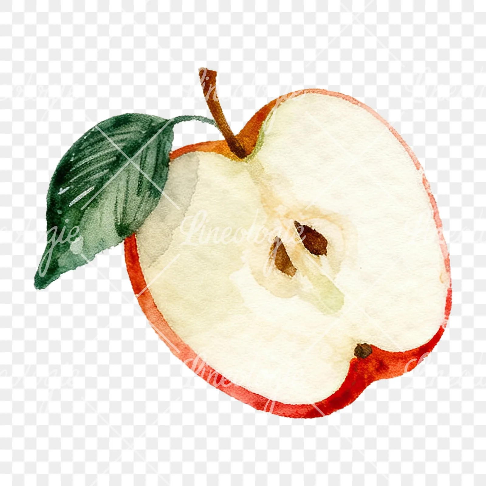 Watercolor red and green apple clipart 9 of 12 on a transparent background (PNG)