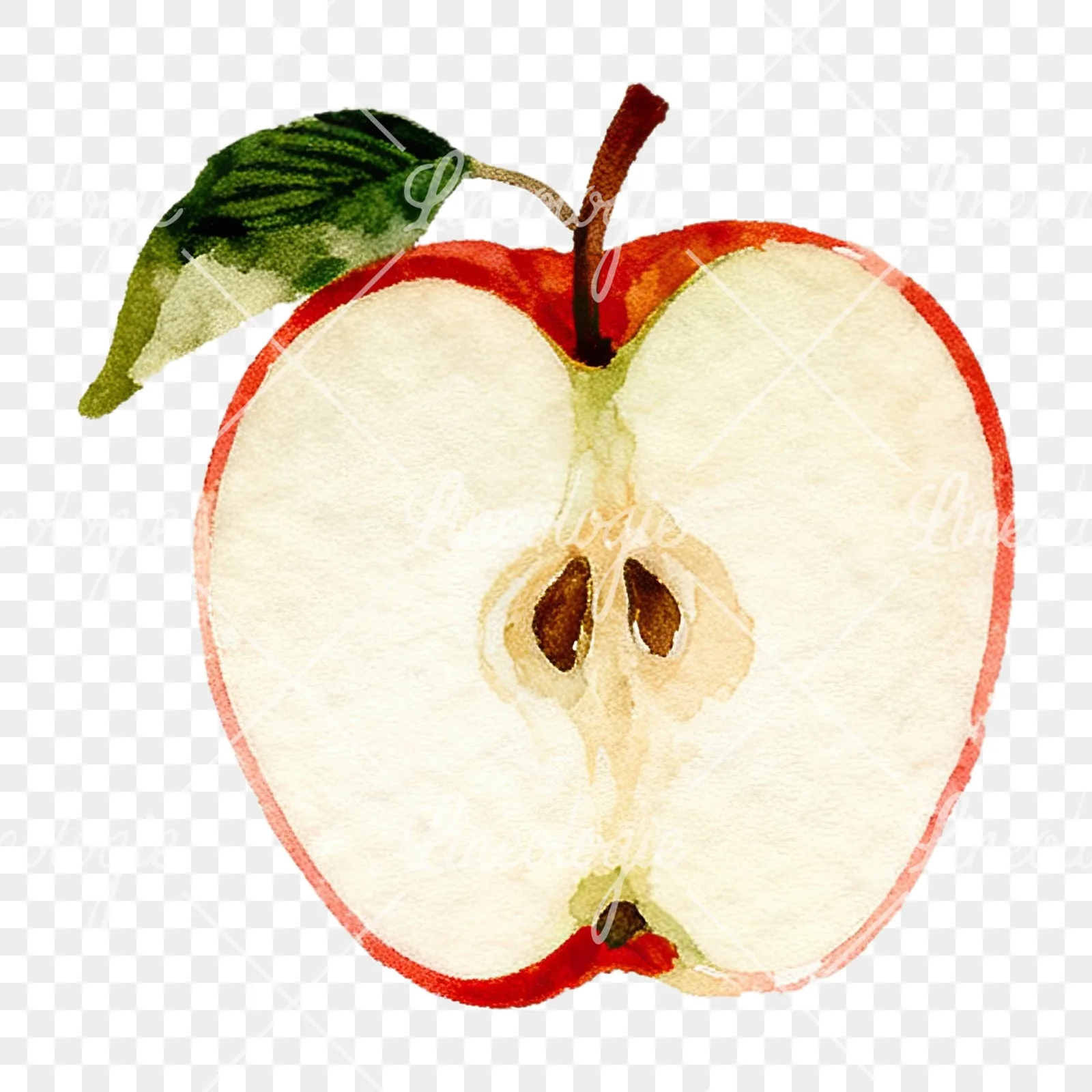 Watercolor red and green apple clipart 10 of 12 on a transparent background (PNG)