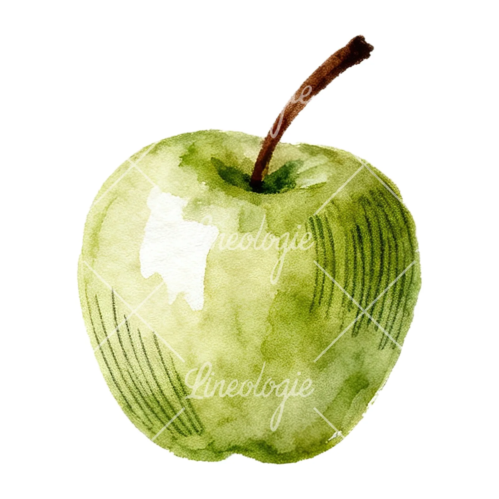 Watercolor red and green apple clipart 11 of 12 on a white background (JPG)