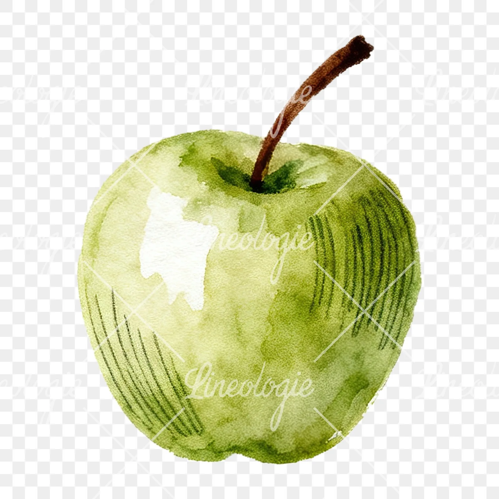 Watercolor red and green apple clipart 11 of 12 on a transparent background (PNG)