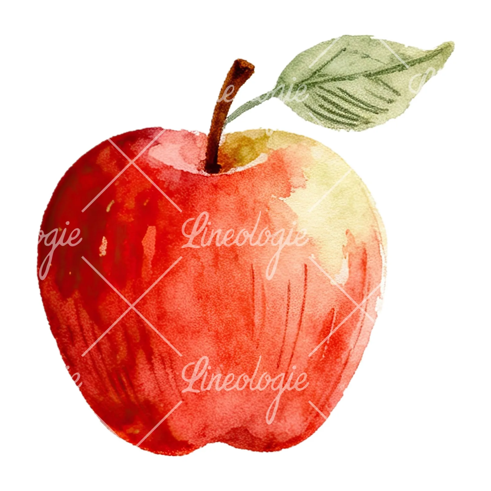 Watercolor red and green apple clipart 12 of 12 on a white background (JPG)
