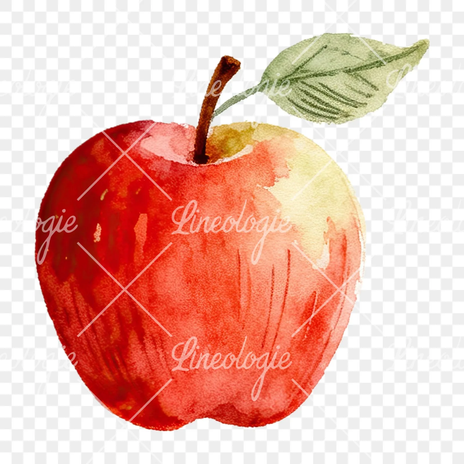 Watercolor red and green apple clipart 12 of 12 on a transparent background (PNG)