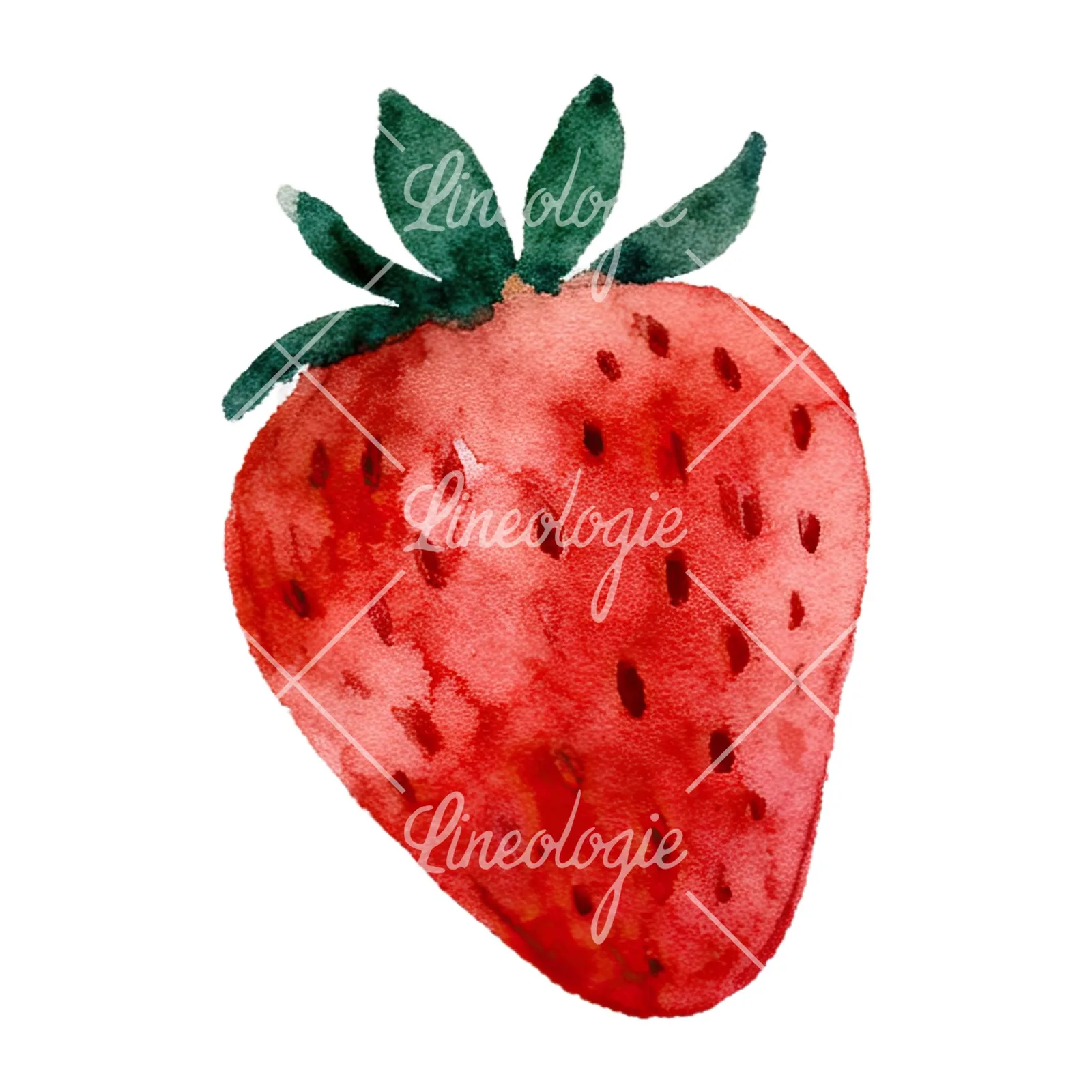 Watercolor sliced and whole strawberry clipart 1 of 12 on a white background (JPG)