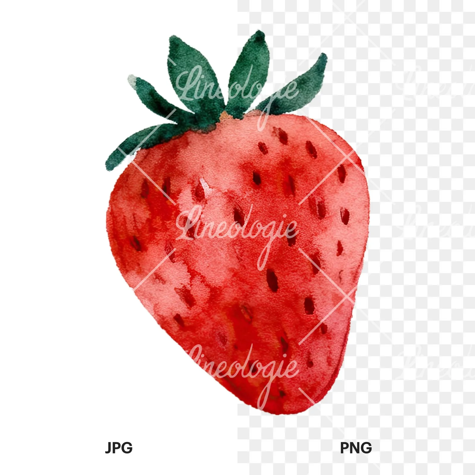 Watercolor sliced and whole strawberry clipart 1 of 12, as a JPG on white and a transparent PNG