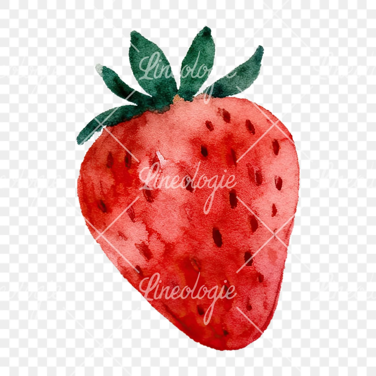 Watercolor sliced and whole strawberry clipart 1 of 12 on a transparent background (PNG)