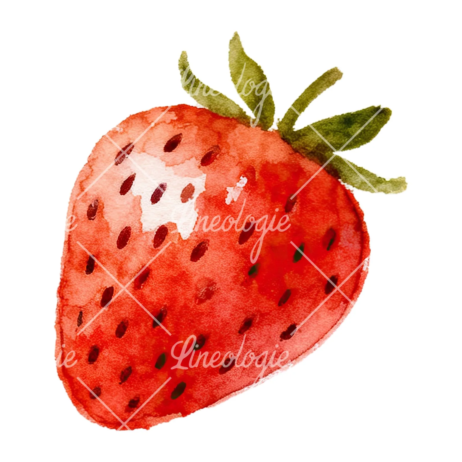 Watercolor sliced and whole strawberry clipart 2 of 12 on a white background (JPG)