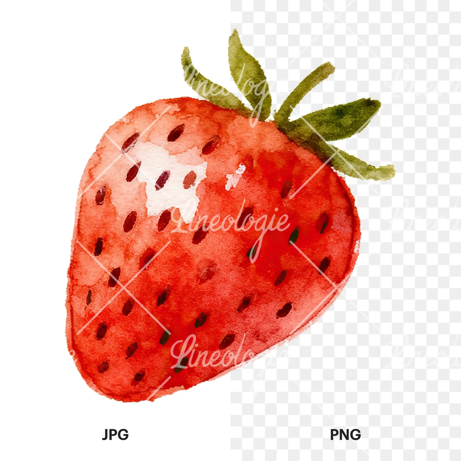 Watercolor sliced and whole strawberry clipart 2 of 12, as a JPG on white and a transparent PNG