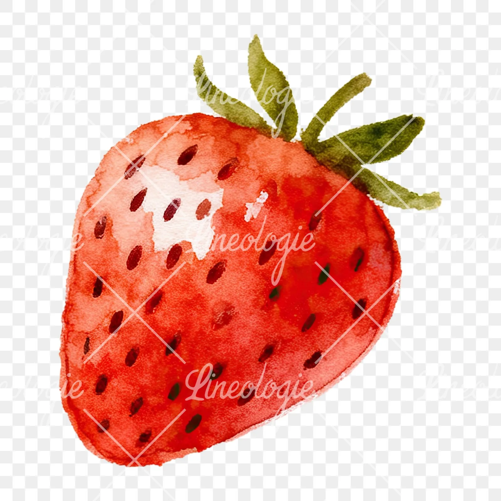 Watercolor sliced and whole strawberry clipart 2 of 12 on a transparent background (PNG)
