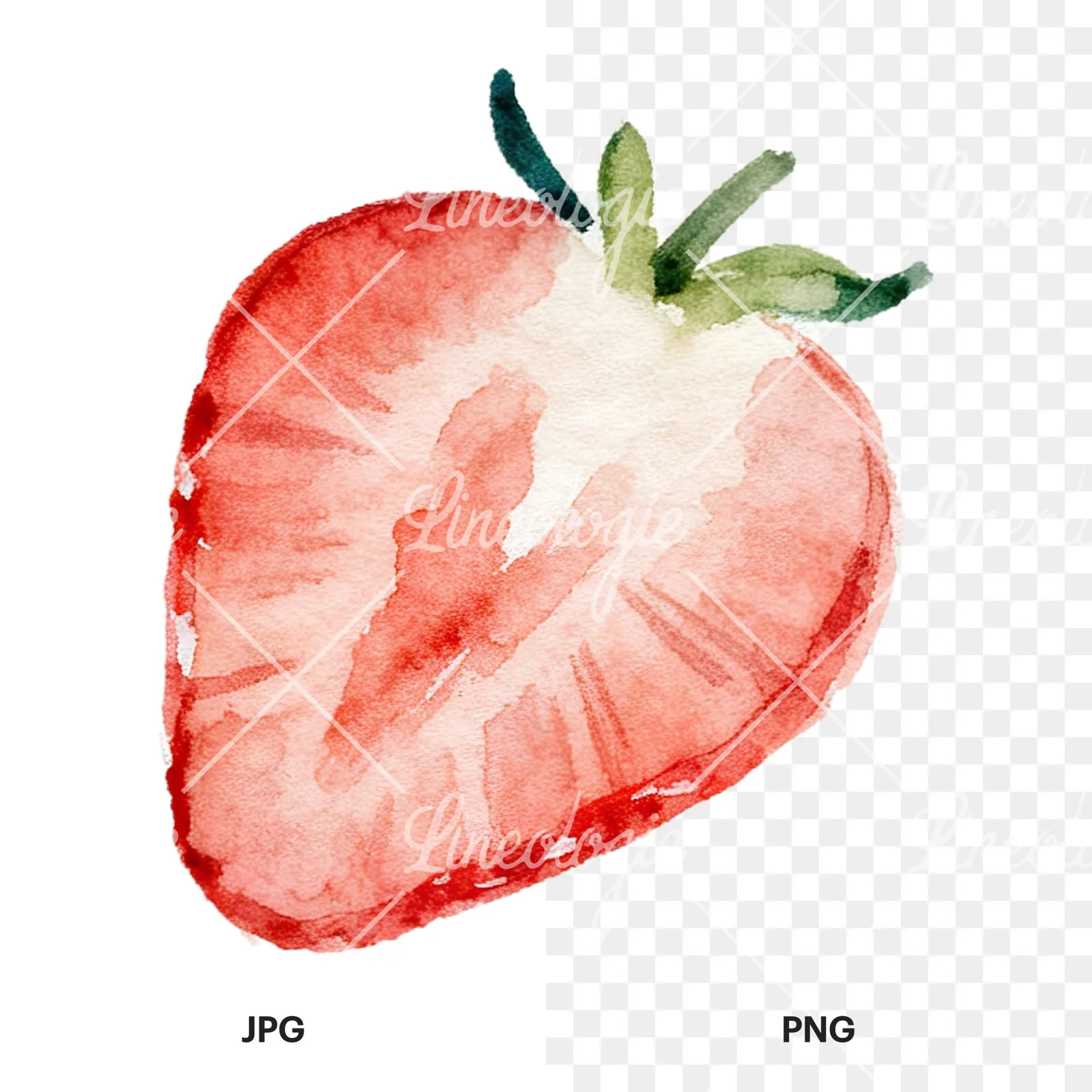 Watercolor sliced and whole strawberry clipart 3 of 12, as a JPG on white and a transparent PNG