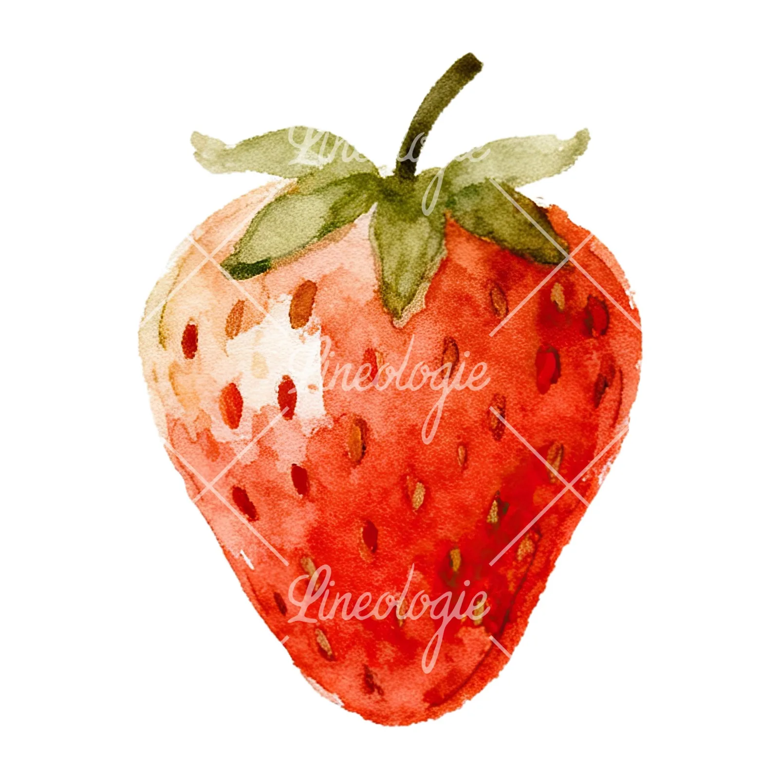 Watercolor sliced and whole strawberry clipart 4 of 12 on a white background (JPG)