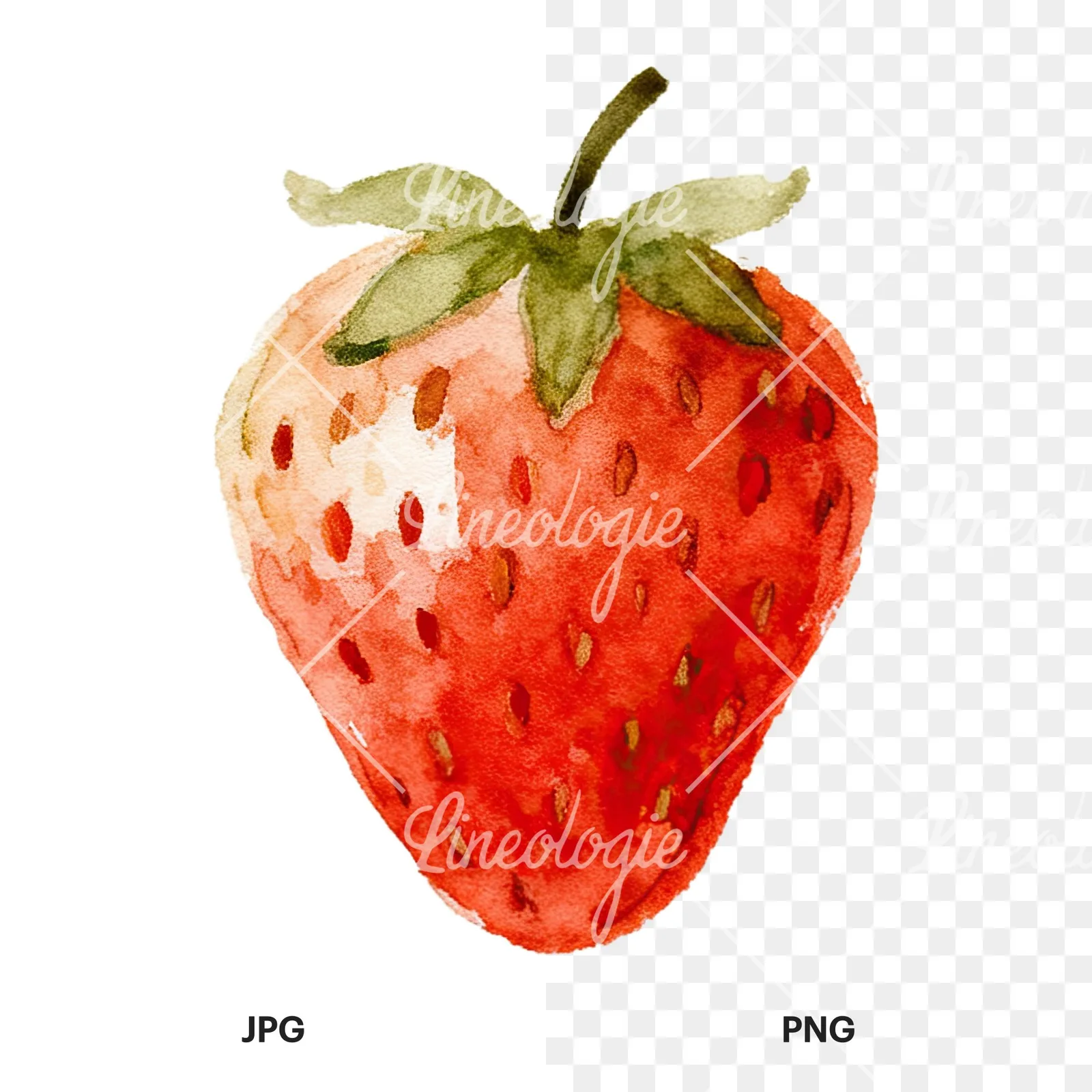 Watercolor sliced and whole strawberry clipart 4 of 12, as a JPG on white and a transparent PNG