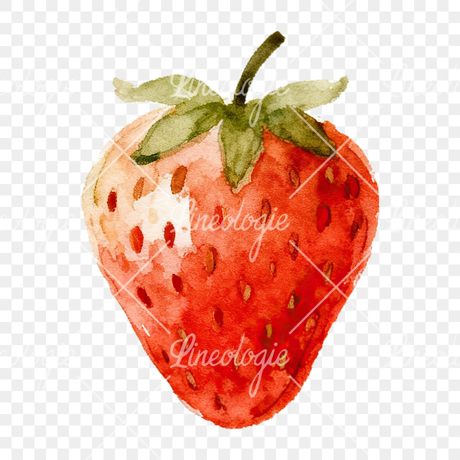 Watercolor sliced and whole strawberry clipart 4 of 12 on a transparent background (PNG)