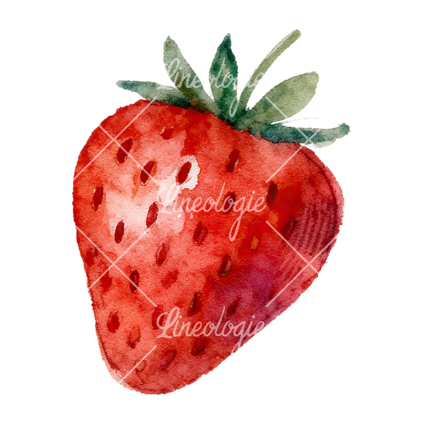 Watercolor sliced and whole strawberry clipart 6 of 12 on a white background (JPG)