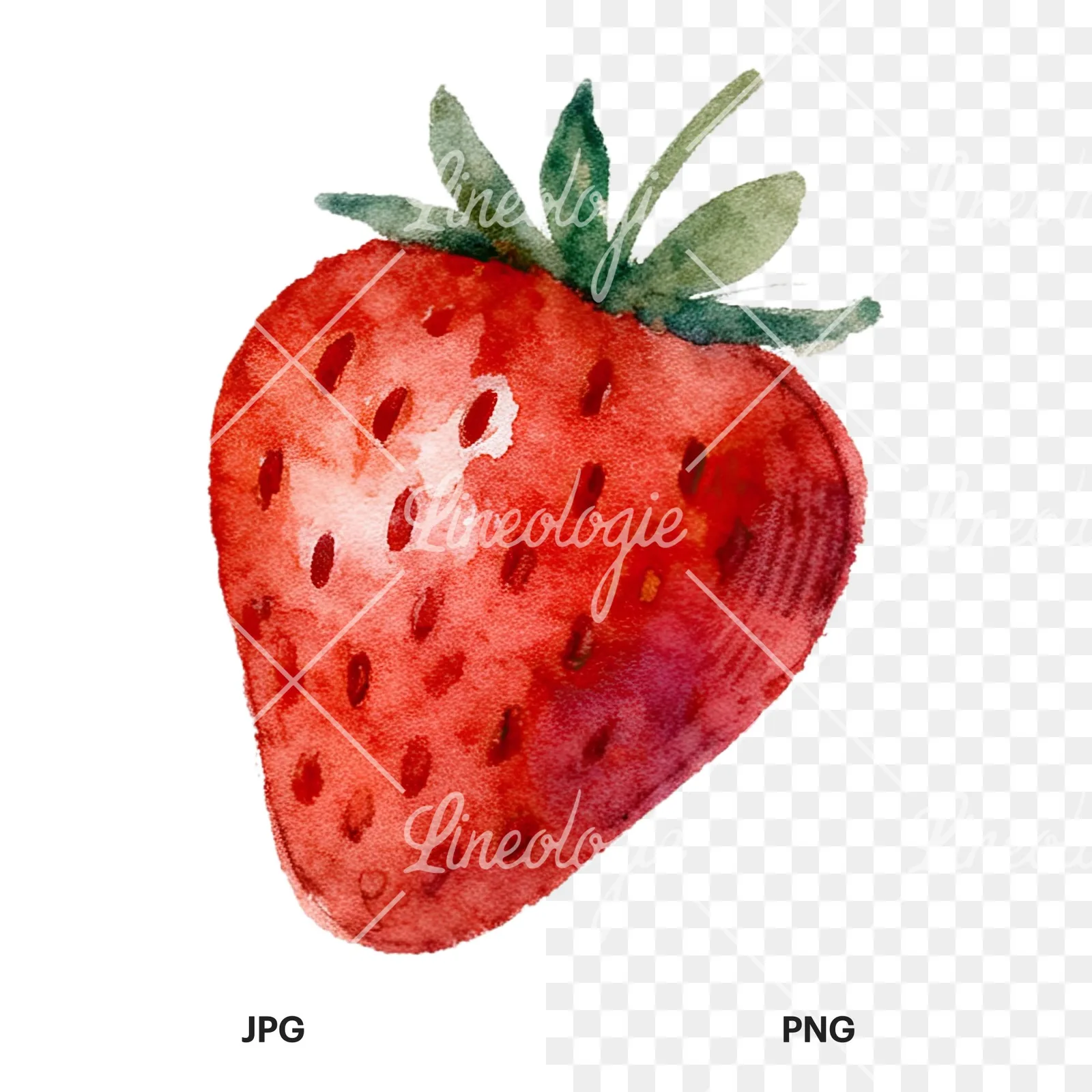 Watercolor sliced and whole strawberry clipart 6 of 12, as a JPG on white and a transparent PNG