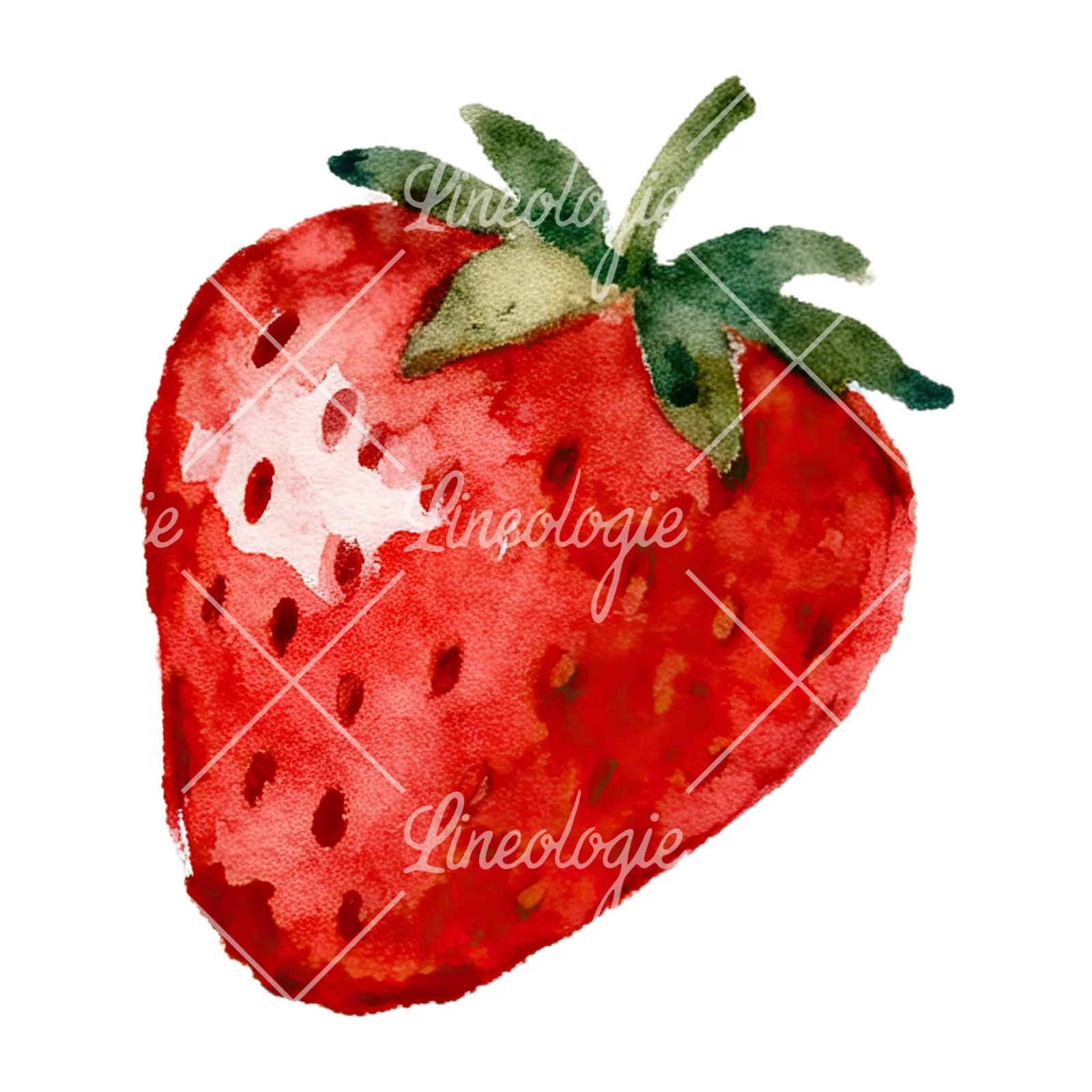 Watercolor sliced and whole strawberry clipart 7 of 12 on a white background (JPG)
