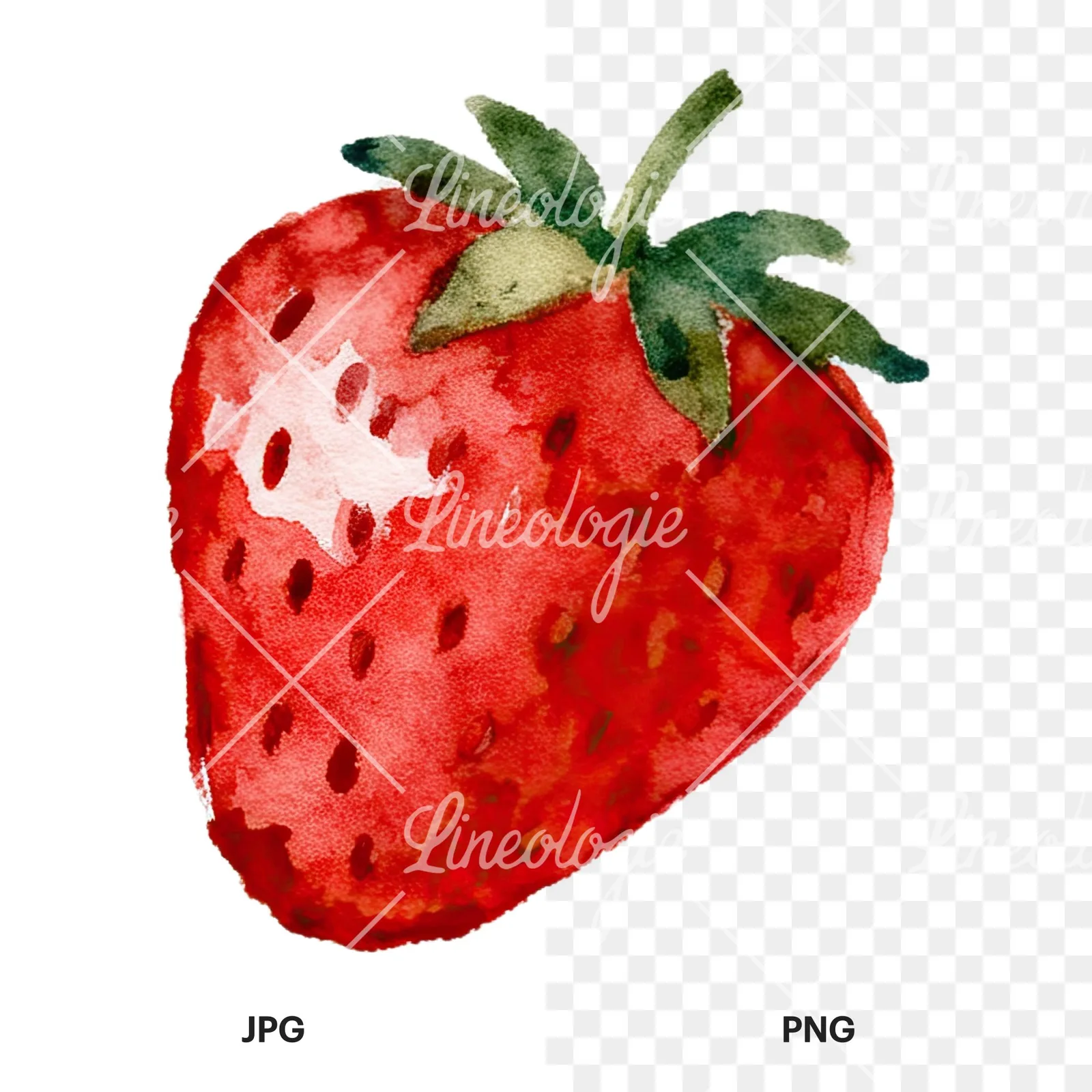 Watercolor sliced and whole strawberry clipart 7 of 12, as a JPG on white and a transparent PNG