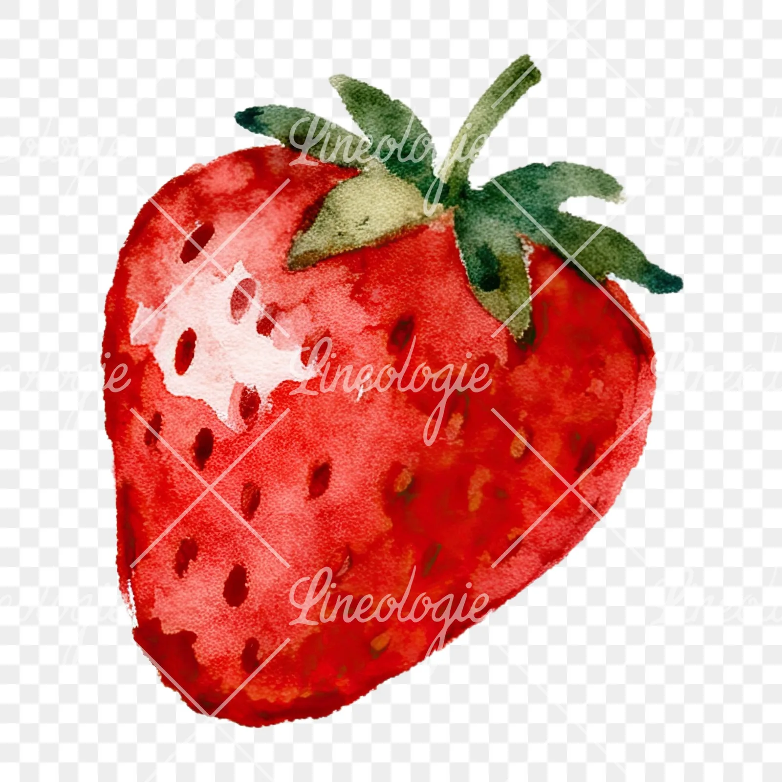 Watercolor sliced and whole strawberry clipart 7 of 12 on a transparent background (PNG)