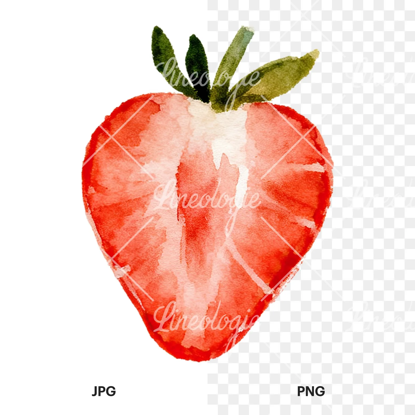 Watercolor sliced and whole strawberry clipart 8 of 12, as a JPG on white and a transparent PNG