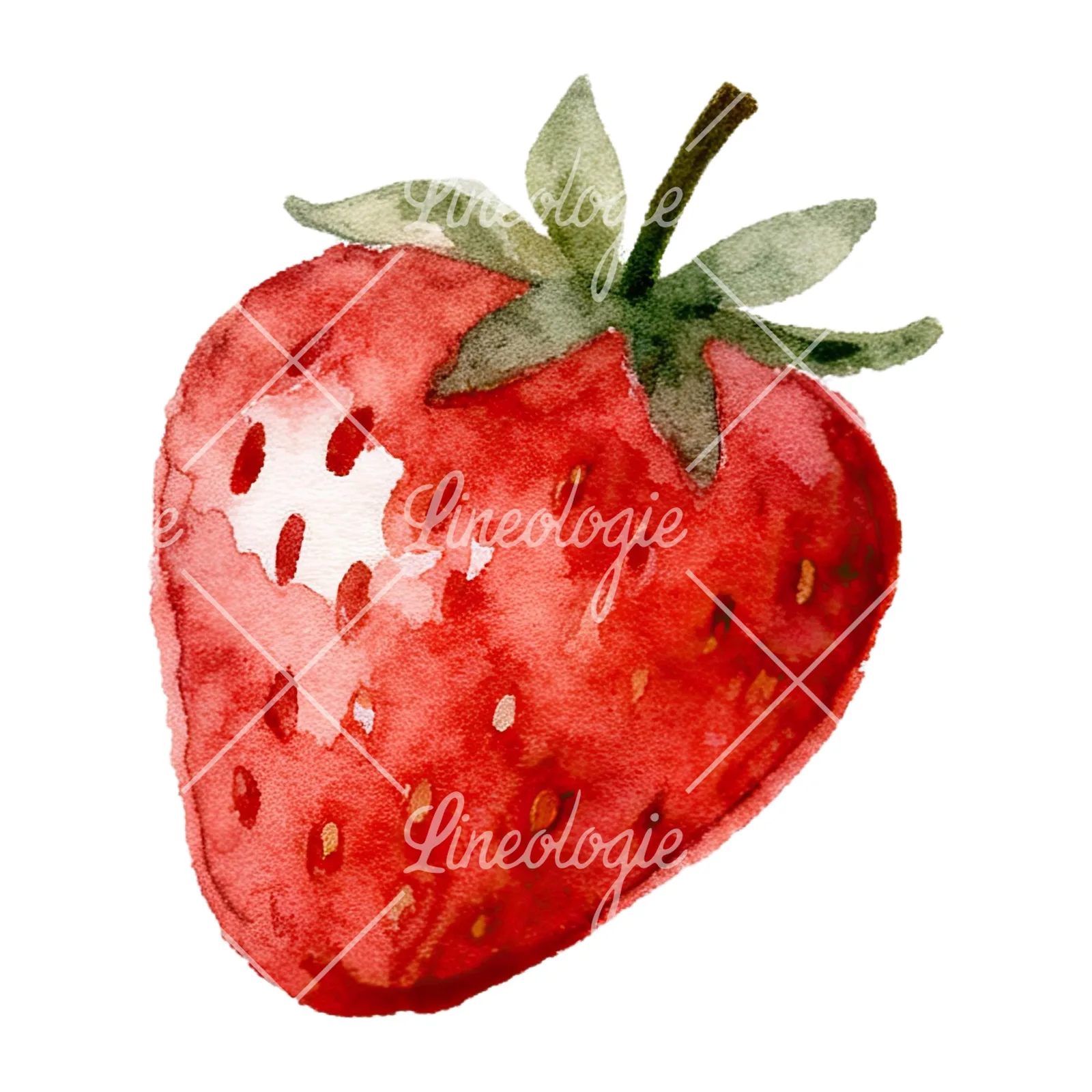 Watercolor sliced and whole strawberry clipart 9 of 12 on a white background (JPG)