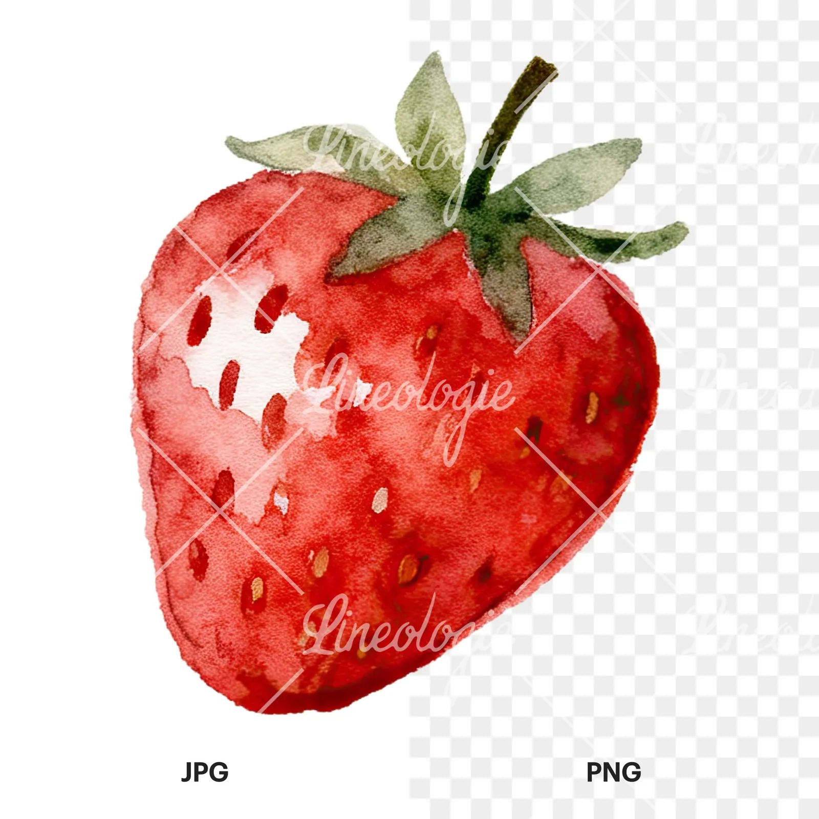 Watercolor sliced and whole strawberry clipart 9 of 12, as a JPG on white and a transparent PNG