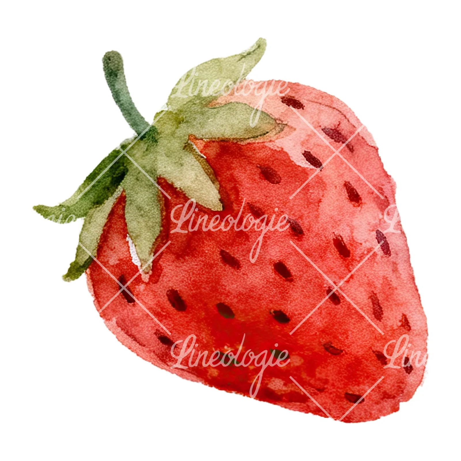 Watercolor sliced and whole strawberry clipart 10 of 12 on a white background (JPG)