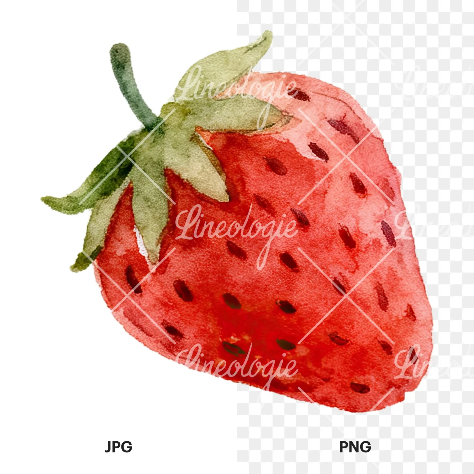 Watercolor sliced and whole strawberry clipart 10 of 12, as a JPG on white and a transparent PNG