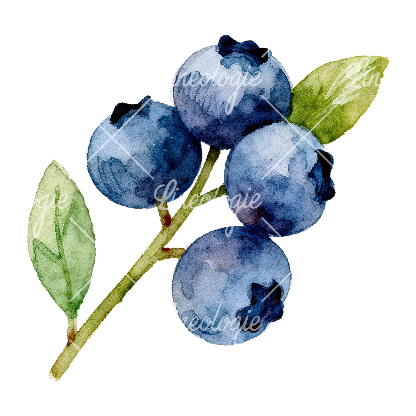 Watercolor blueberry sprig with clusters clipart 1 of 6 on a white background (JPG)