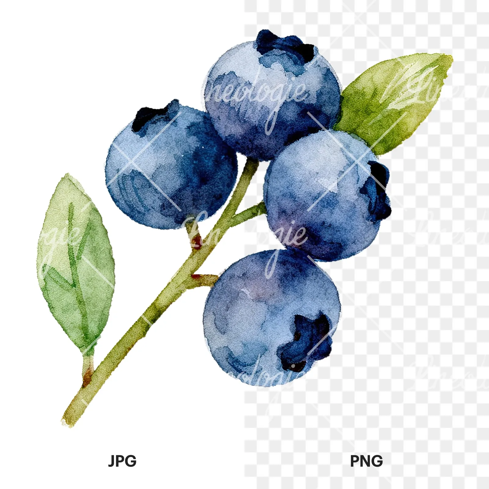 Watercolor blueberry sprig with clusters clipart 1 of 6, as a JPG on white and a transparent PNG
