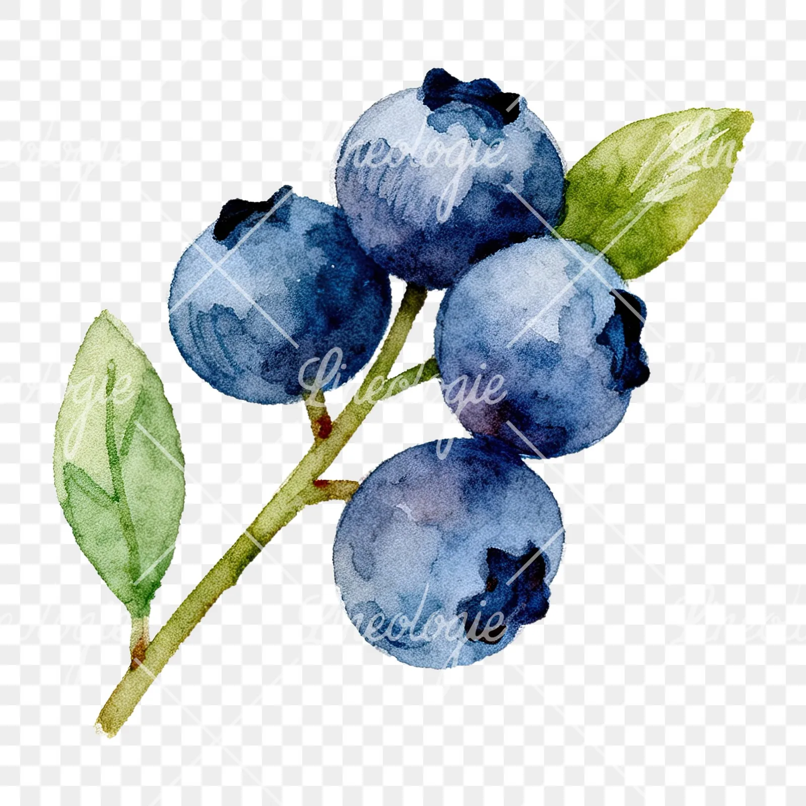 Watercolor blueberry sprig with clusters clipart 1 of 6 on a transparent background (PNG)