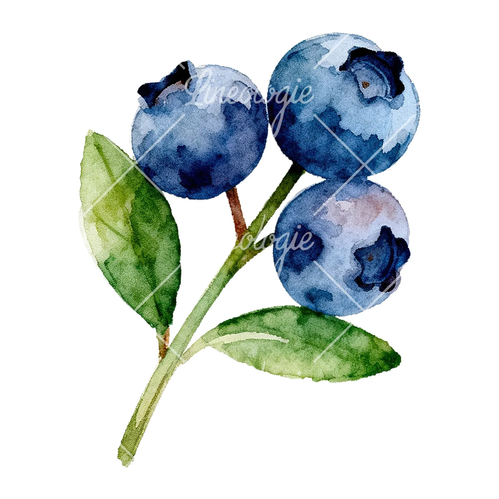 Watercolor blueberry sprig with clusters clipart 2 of 6 on a white background (JPG)