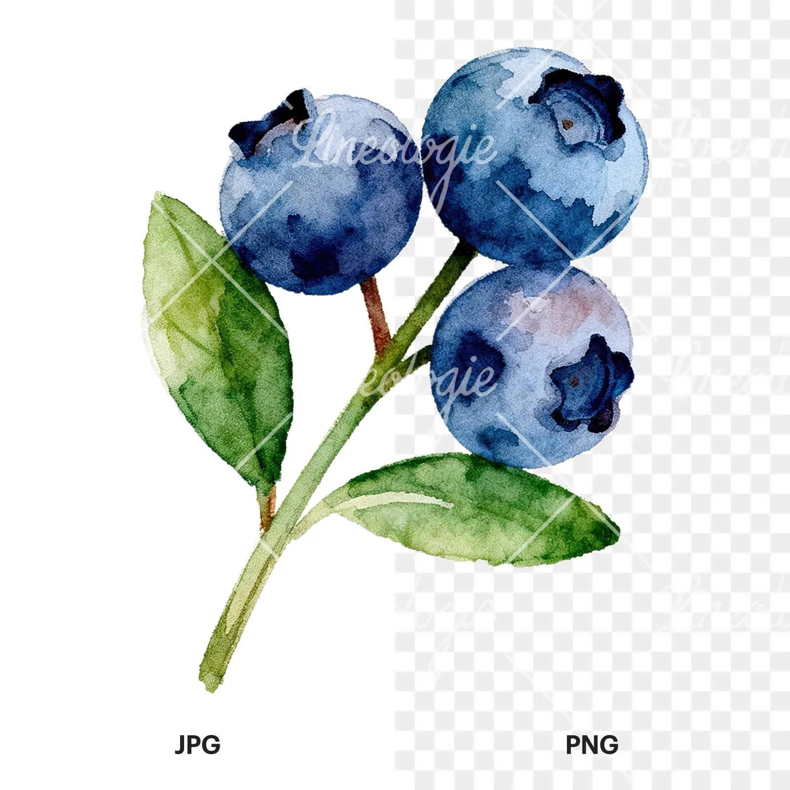 Watercolor blueberry sprig with clusters clipart 2 of 6, as a JPG on white and a transparent PNG