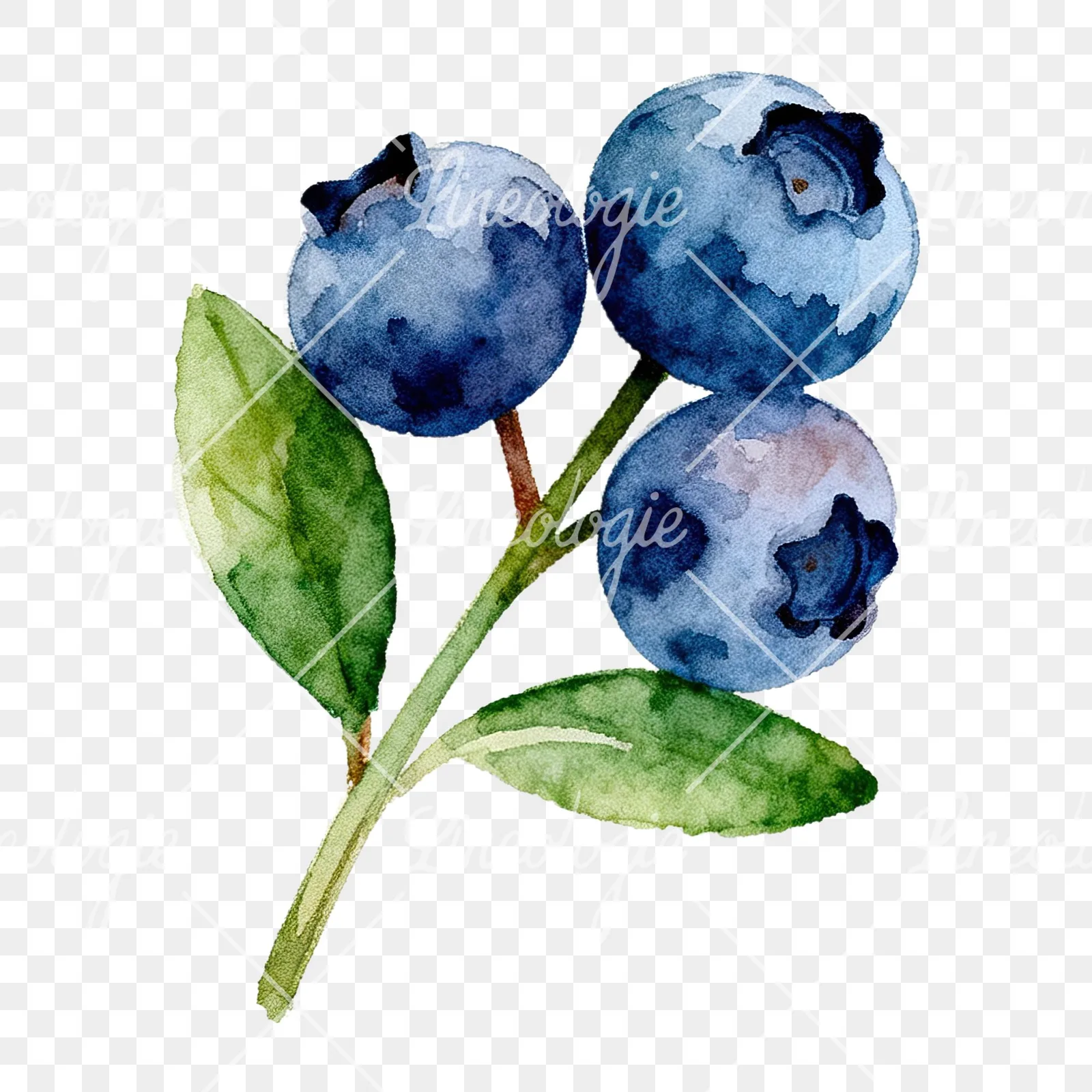 Watercolor blueberry sprig with clusters clipart 2 of 6 on a transparent background (PNG)