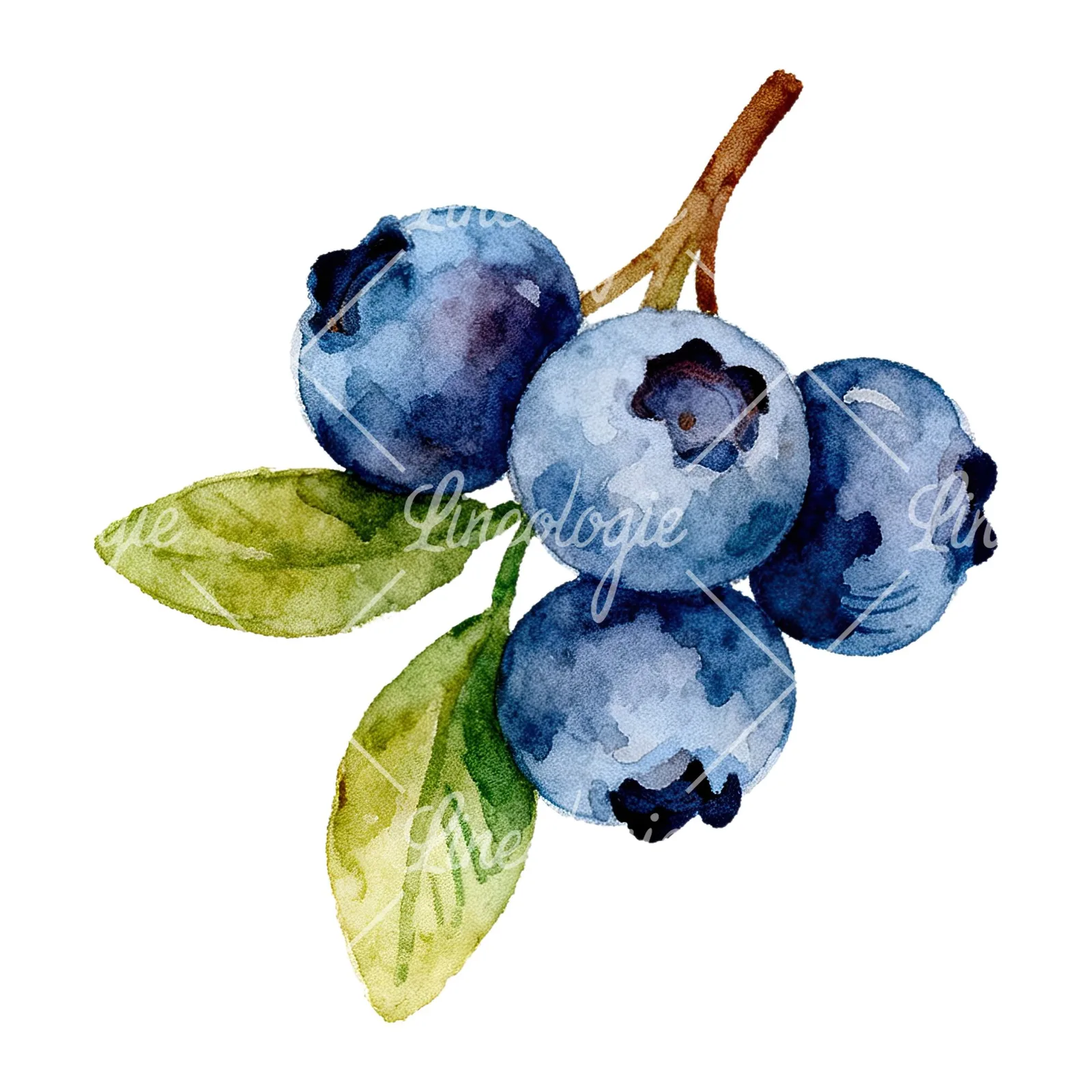 Watercolor blueberry sprig with clusters clipart 3 of 6 on a white background (JPG)