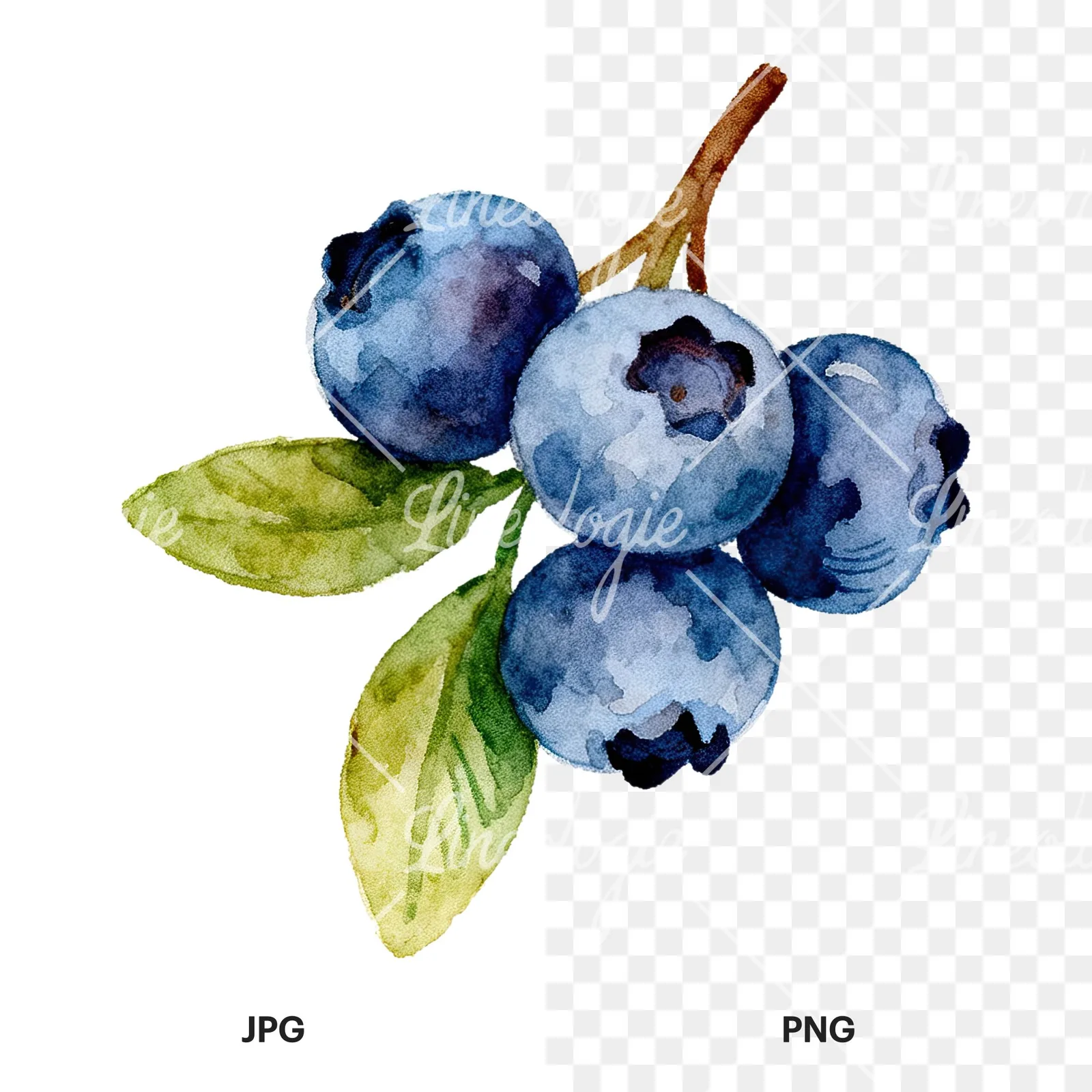 Watercolor blueberry sprig with clusters clipart 3 of 6, as a JPG on white and a transparent PNG