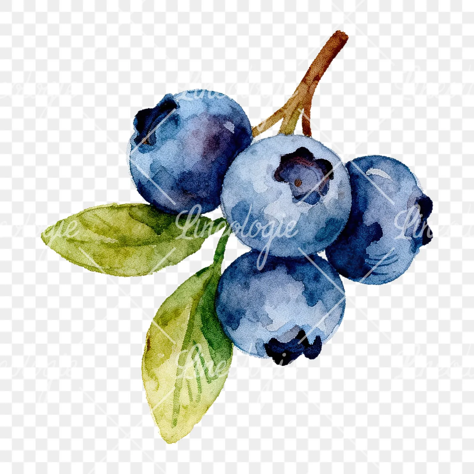 Watercolor blueberry sprig with clusters clipart 3 of 6 on a transparent background (PNG)