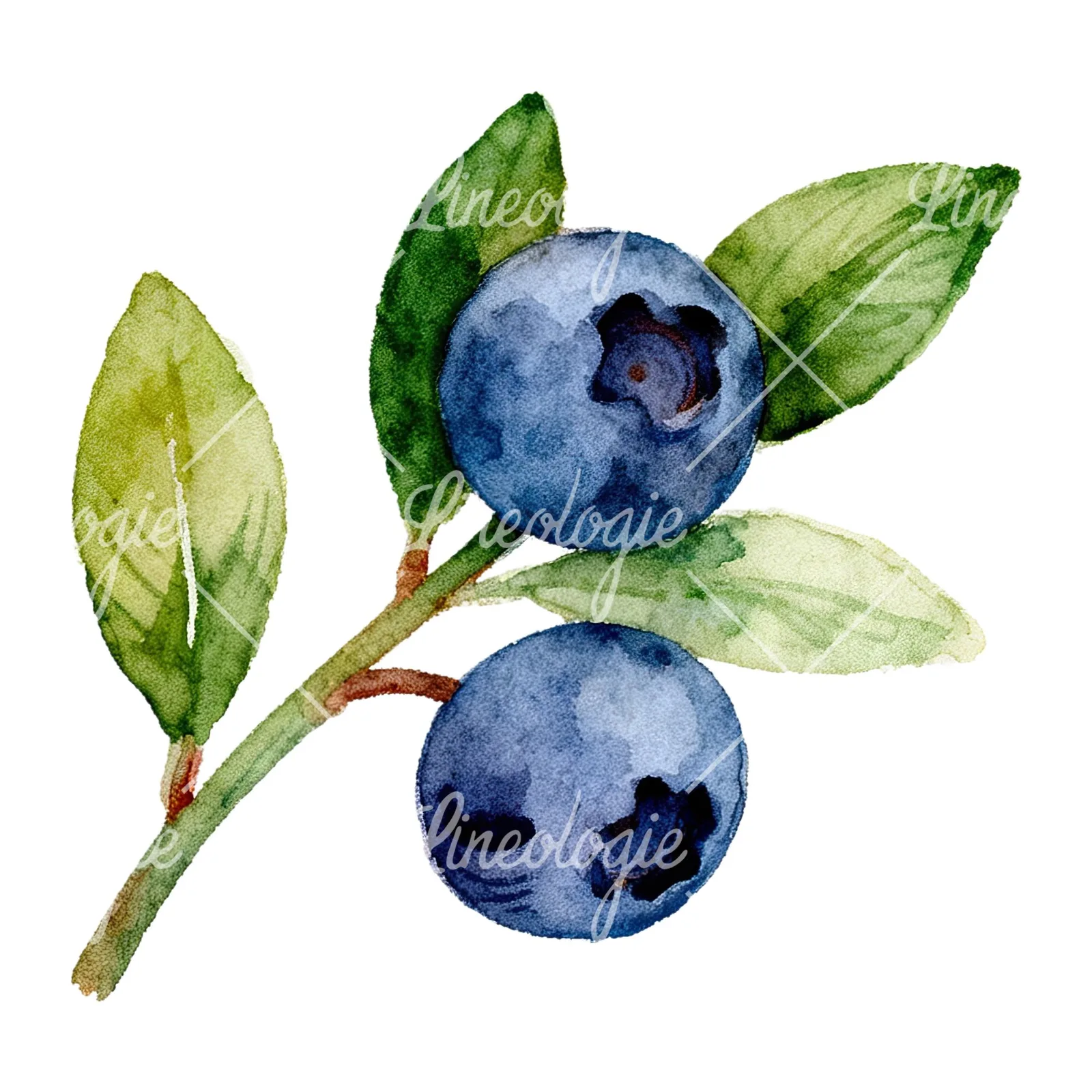 Watercolor blueberry sprig with clusters clipart 4 of 6 on a white background (JPG)