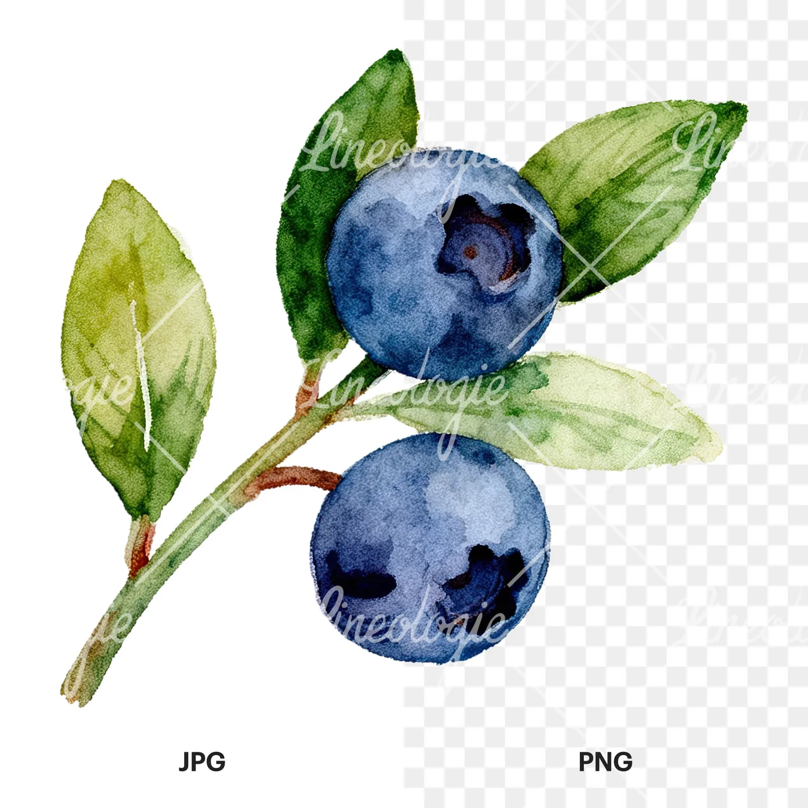 Watercolor blueberry sprig with clusters clipart 4 of 6, as a JPG on white and a transparent PNG