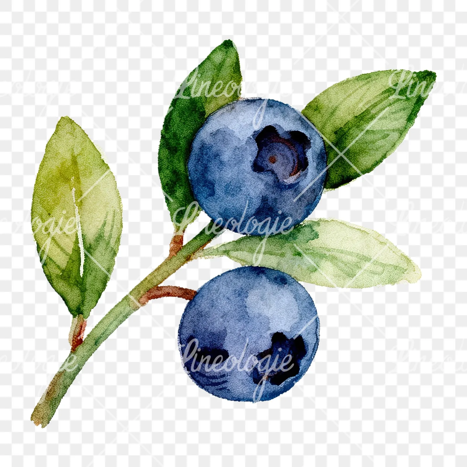 Watercolor blueberry sprig with clusters clipart 4 of 6 on a transparent background (PNG)