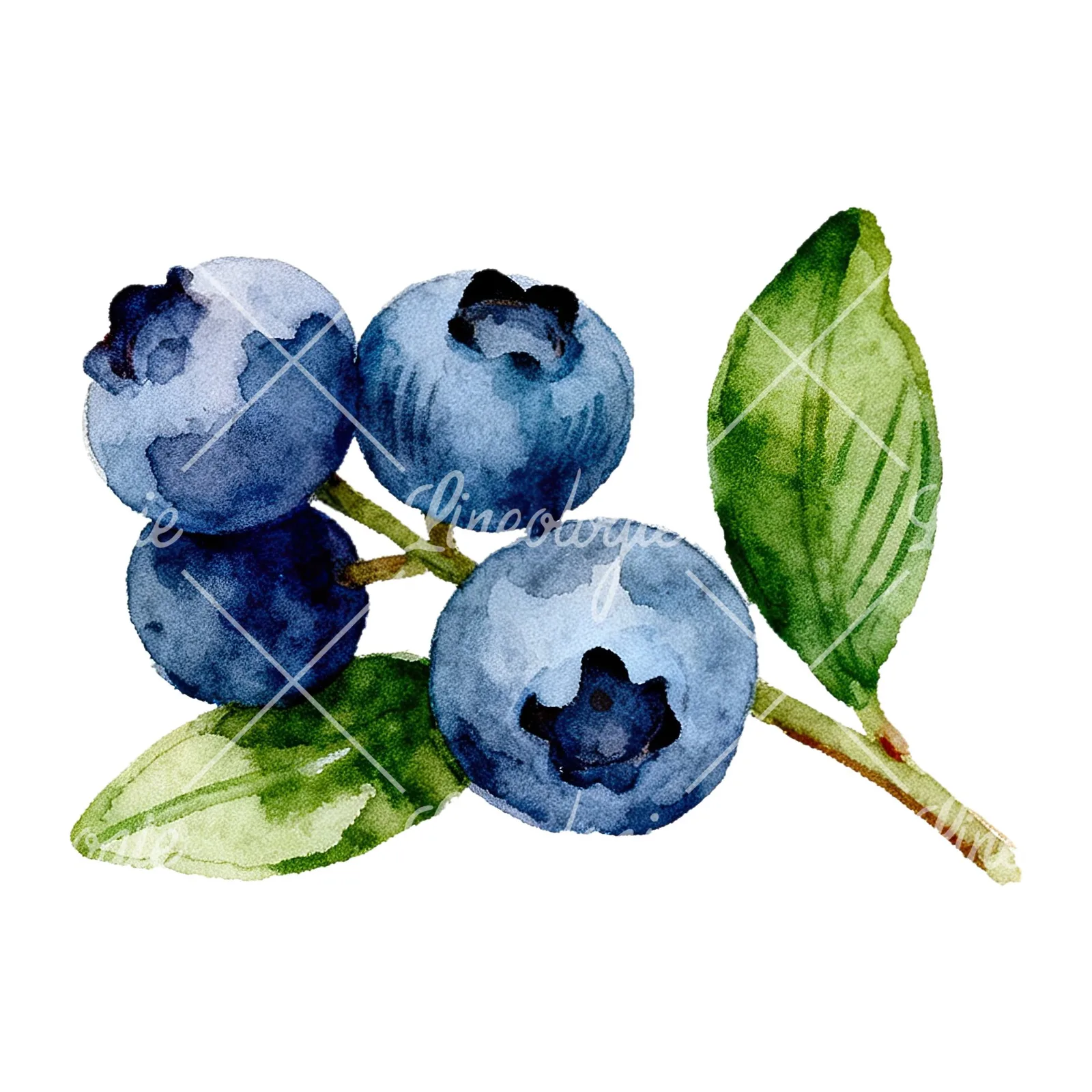 Watercolor blueberry sprig with clusters clipart 5 of 6 on a white background (JPG)