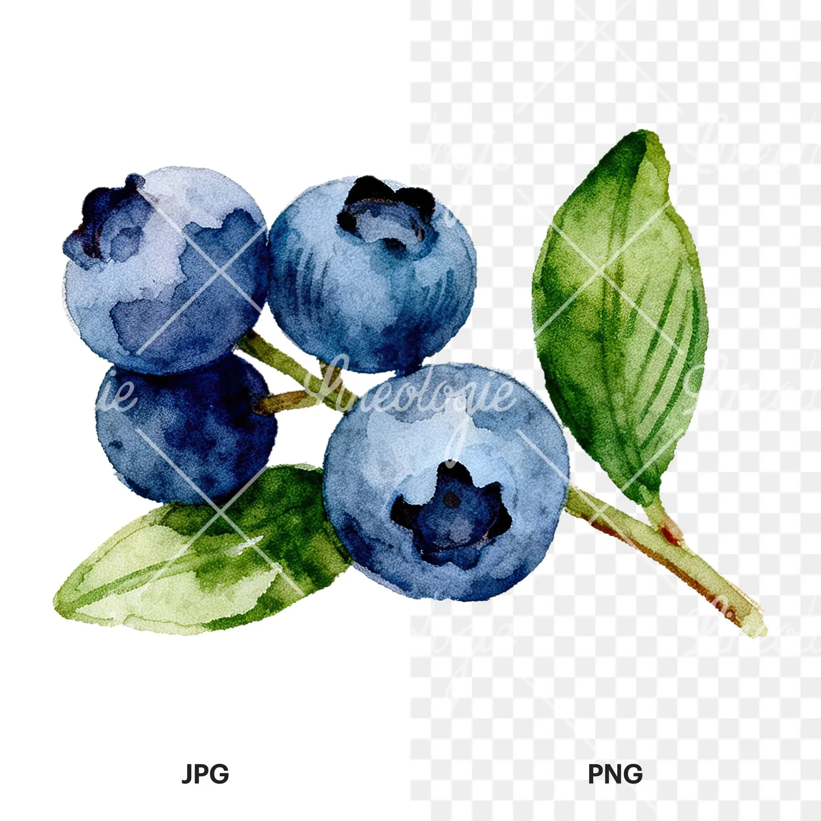 Watercolor blueberry sprig with clusters clipart 5 of 6, as a JPG on white and a transparent PNG