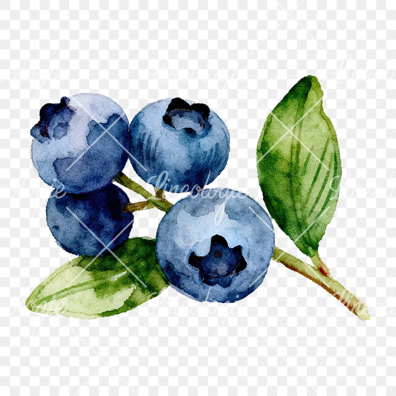 Watercolor blueberry sprig with clusters clipart 5 of 6 on a transparent background (PNG)