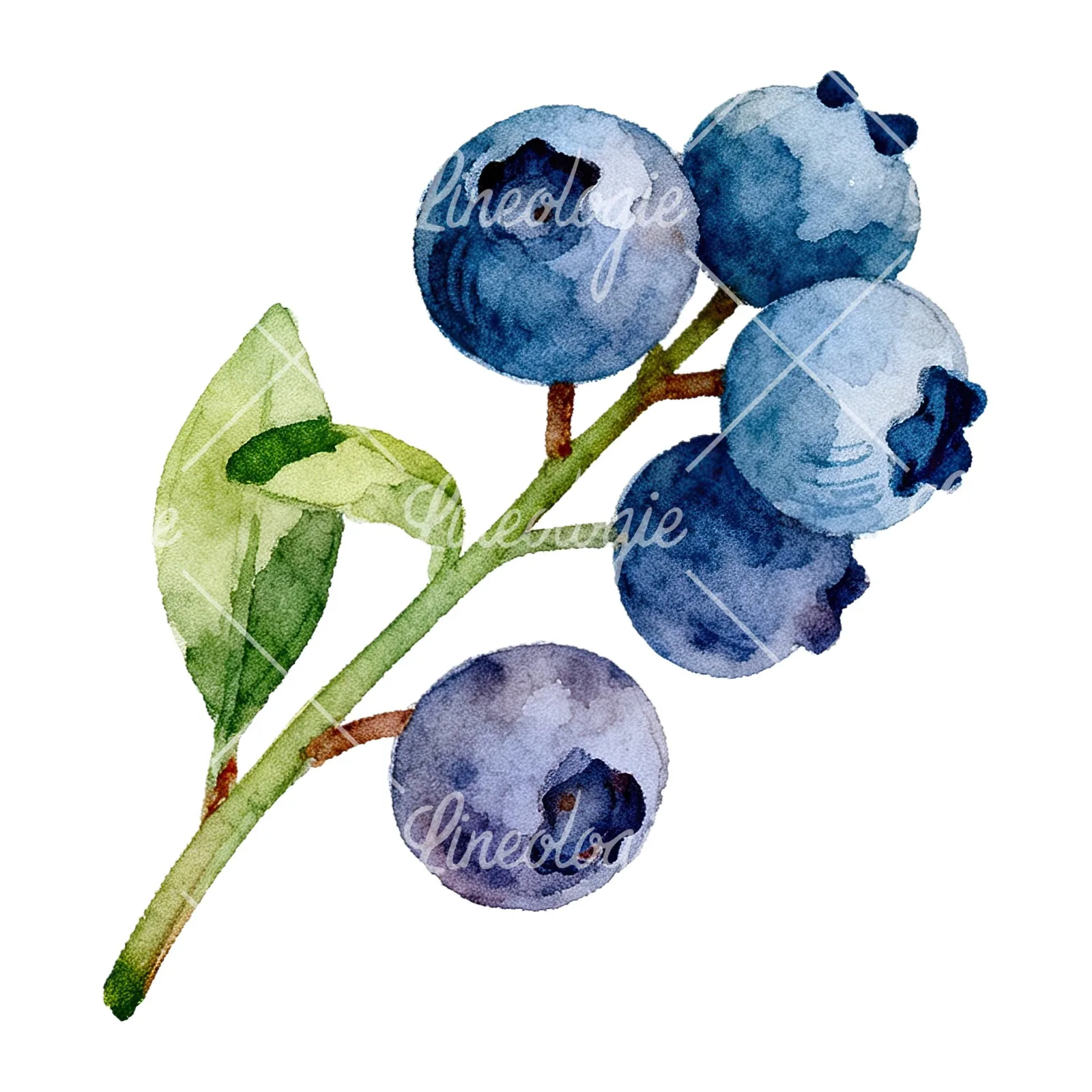 Watercolor blueberry sprig with clusters clipart 6 of 6 on a white background (JPG)