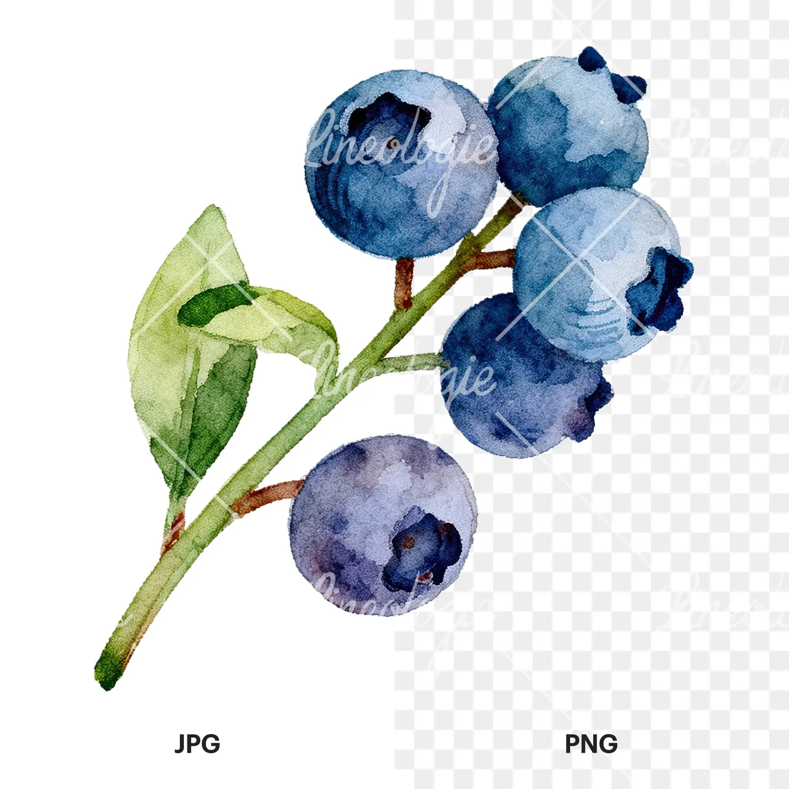Watercolor blueberry sprig with clusters clipart 6 of 6, as a JPG on white and a transparent PNG