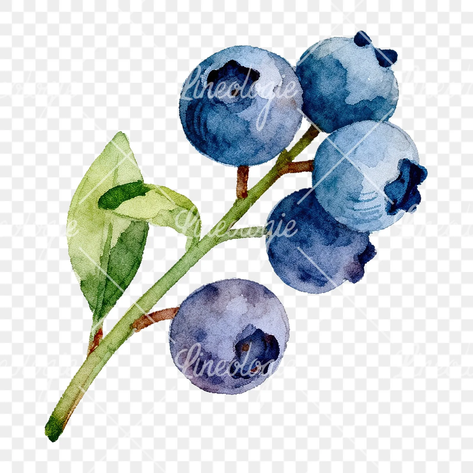 Watercolor blueberry sprig with clusters clipart 6 of 6 on a transparent background (PNG)