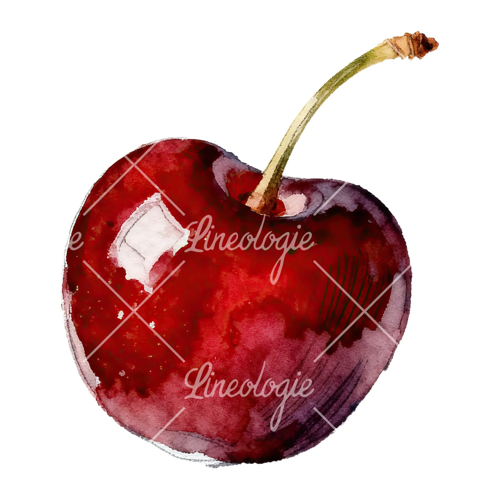 Watercolor single and paired cherry clipart 1 of 6 on a white background (JPG)